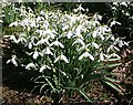 NK0143 : Snowdrops (Galanthus nivalis) by Anne Burgess