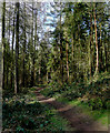 Forest footpath near Kingsford, Worcestershire