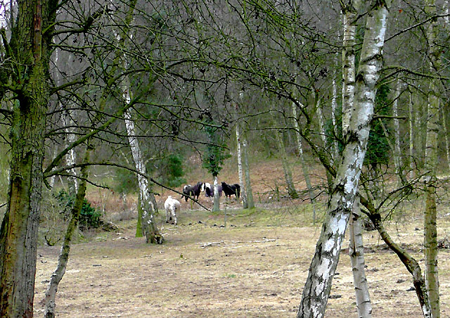 Woodland grazing at Drakelow, Worcestershire