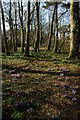 Crocuses on Dial Hill