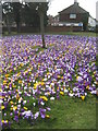 Massed crocus planting on the A2 Canterbury Road (2)