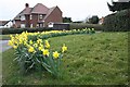 Daffodils, Rectory Close, Powick