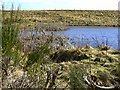 Farm pond at Easter Heathfield