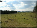 Farmland,  Lurcher farm