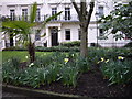 TQ2978 : Daffodils in Bessborough Gardens Pimlico by PAUL FARMER