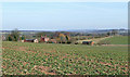 Rape field at Beobridge, Shropshire