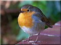 NM9441 : Robin (Erithacus rubecula) At The Scottish Sealife Sanctuary by James T M Towill