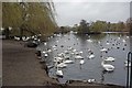 Harrow Lodge Park Lake