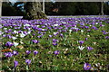 Crocuses at Madresfield Court