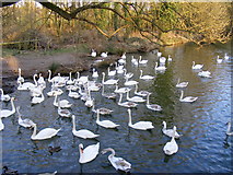 TL8642 : Swans on River Stour at Brundon by PAUL FARMER