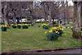 Daffodils, Trenance Gardens, Newquay