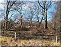 Heathland near Talhenbont Hall