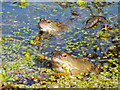 Frogs in our pond - 1