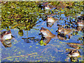 SO7846 : Frogs in our pond - 2 by Trevor Rickard