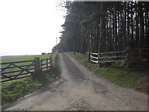 NY9961 : Drive leading to Dipton Cottage by Les Hull