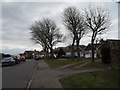 Winter trees in St Itha Road