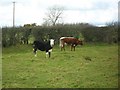 H8131 : Cattle at Crossnamoyle by Dean Molyneaux
