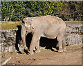 Elephant, Belfast Zoo