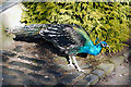 Peacock, Belfast Zoo