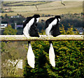 Monkeys, Belfast Zoo