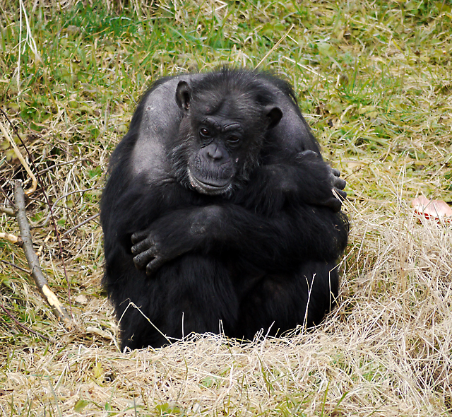 Chimpanzee, Belfast Zoo