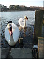 Poole : Hatch Pond Swans