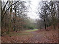 Horse jump in Horton Wood