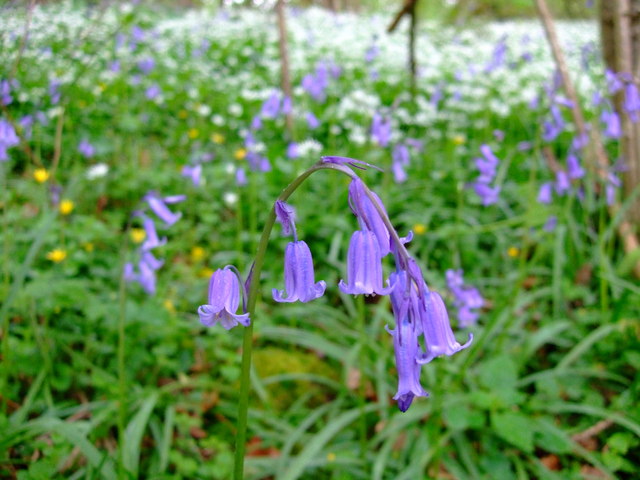 Bluebells and wild garlic in spring