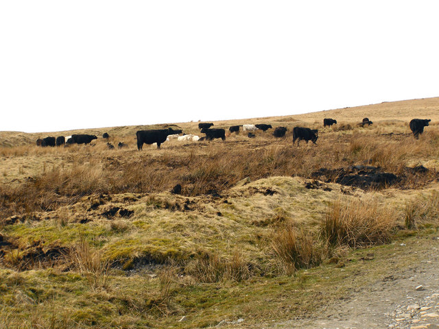 Cattle Grazing, Rooley Moor