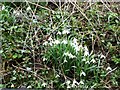 Spring snowdrops