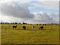 Grazing alpacas