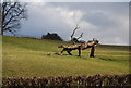 Fallen tree, Gatehouse Farm