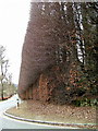 Beech hedge, Meikleour