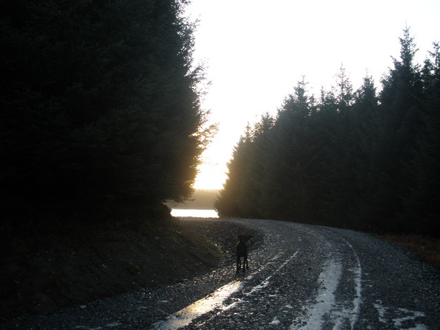 Forest track to Loch Maberry