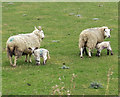 Sheep, Barrow Haven