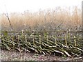 Newly-laid hedge, Blithbury Road