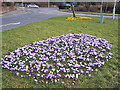 Council crocuses 