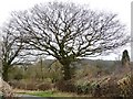 Roadside tree