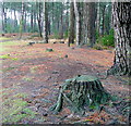 Wareham Forest floor