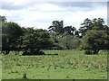 View of Bramford Speke Church from Stoke Canon