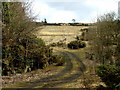 Young plantation in Glen Farg