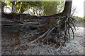 Exposed tree roots at Shipstal Point, Poole Harbour