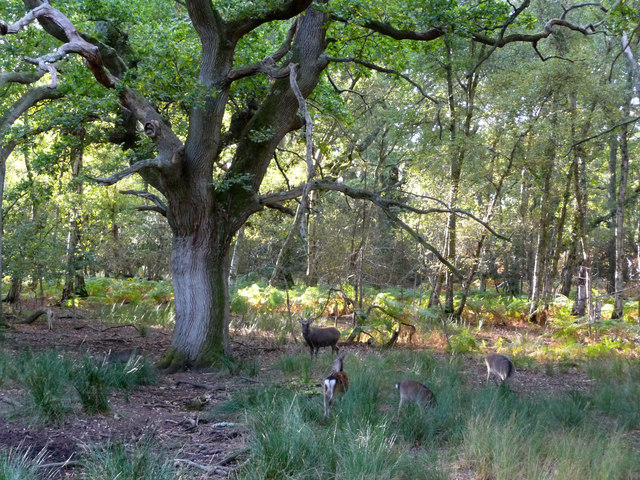 Under the oak tree