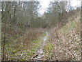 Cutting on Disused Railway Line