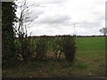 Pastoral scene with pylons