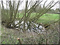 Pond adjacent to roadside