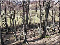 NO4578 : Birch woods, Glen Esk by Richard Webb