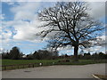 Car park with ancient oak tree