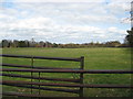 Grazing Meadow