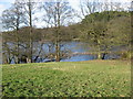 Grazing pasture beside the lake